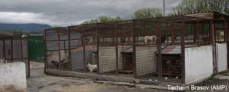 Helfen Sie Uns Bmt E V Auslandstierschutz In Ungarn